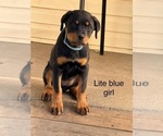 Small #1 Rottweiler