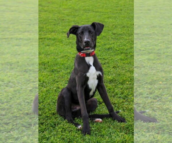 Medium Photo #1 Mutt Puppy For Sale in Petaluma, CA, USA