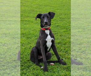 Mutt Dog for Adoption in Petaluma, California USA