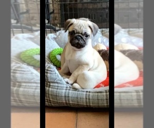 Pug Puppy for sale in OLYMPIA, WA, USA