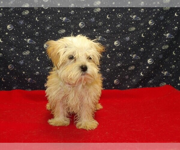 Medium Photo #6 Morkie Puppy For Sale in PATERSON, NJ, USA