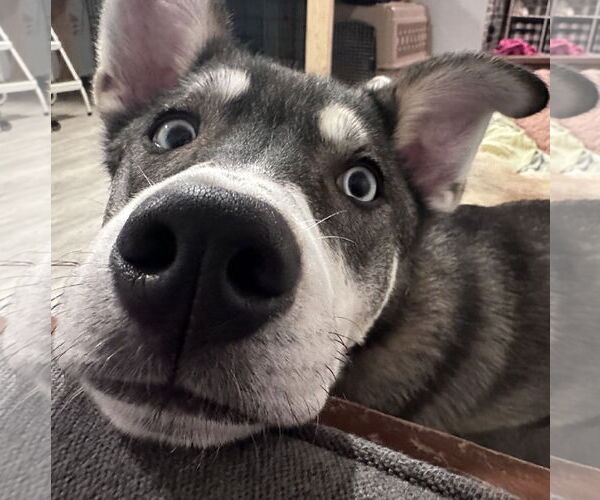 Medium Photo #5 Mutt Puppy For Sale in Brooklyn Center, MN, USA