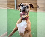 Small Boxer