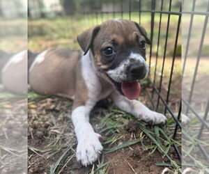 Mutt Dogs for adoption in OKLAHOMA CITY, OK, USA