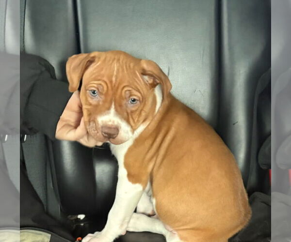 Medium Photo #1 Bulldog-Unknown Mix Puppy For Sale in Crete, IL, USA