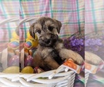 Puppy Blair Schnauzer (Miniature)