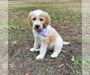 Medium Goldendoodle