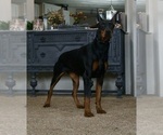 Puppy AKC Euro Zoey Doberman Pinscher