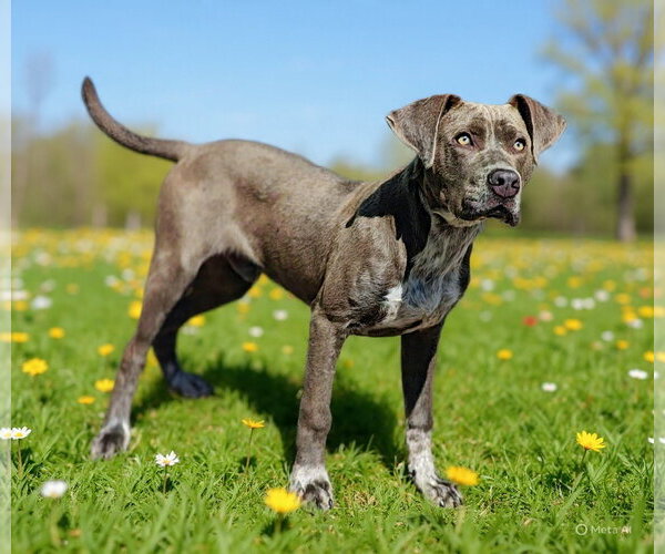 Medium Photo #12 Pointer-Unknown Mix Puppy For Sale in Talladega, AL, USA