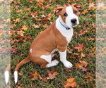 Phantom - Male Mutt Dog for Adoption - Small photo