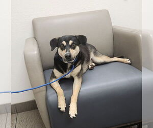 Mutt Dogs for adoption in oakland, FL, USA