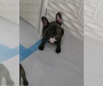 Small Photo #5 French Bulldog Puppy For Sale in FAYETTEVILLE, NC, USA