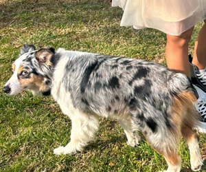 Mother of the Australian Shepherd puppies born on 03/02/2025