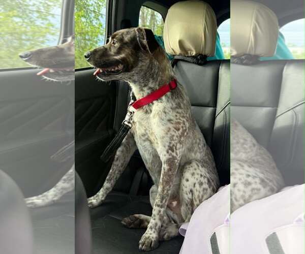 Medium Photo #2 Mutt Puppy For Sale in Shelburne, VT, USA