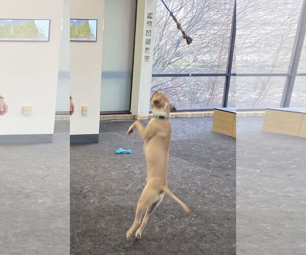 Medium Photo #8 Mutt Puppy For Sale in Strongsville, OH, USA