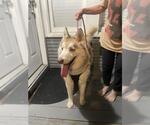 Small #1 Siberian Husky Mix