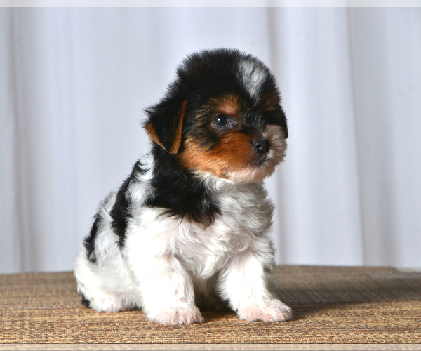 Medium Photo #1 Yorkshire Terrier Puppy For Sale in ALLEN, TX, USA