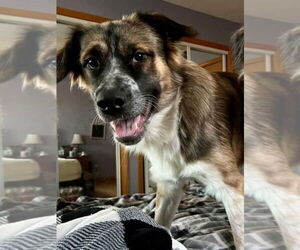 Medium Australian Shepherd Mix
