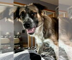 Small Australian Shepherd Mix
