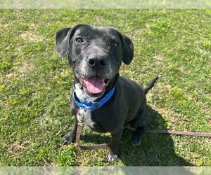 EMBER - Female Labrador Retriever-Unknown Mix Dog for Adoption - Photo #3