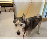 Small Siberian Husky