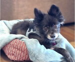 Small #1 Pomeranian Mix
