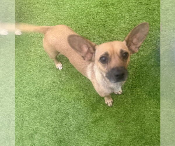 Medium Photo #4 Chiweenie Puppy For Sale in Imperial Beach, CA, USA