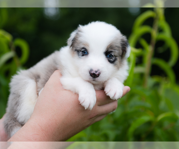 Medium Photo #6 Border Collie Puppy For Sale in CONWAY, MO, USA