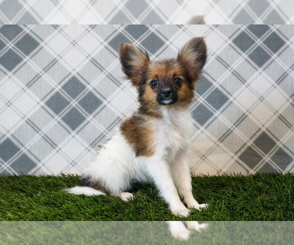 Medium Photo #3 Papillon Puppy For Sale in WOOSTER, OH, USA
