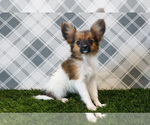 Small #2 Papillon