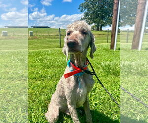 Labradoodle Dogs for adoption in Pacolet, SC, USA