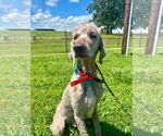 Small Labradoodle
