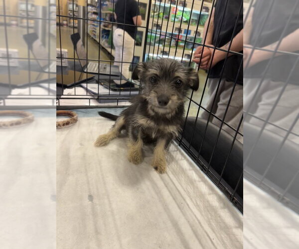 Medium Photo #7 Malchi Puppy For Sale in Pacifica, CA, USA