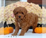 Small #3 Cavapoo