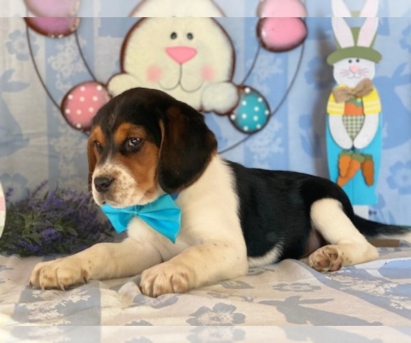 Medium Photo #4 Beagle Puppy For Sale in LANCASTER, PA, USA