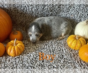 Australian Cattle Dog Puppy for sale in PLANT CITY, FL, USA