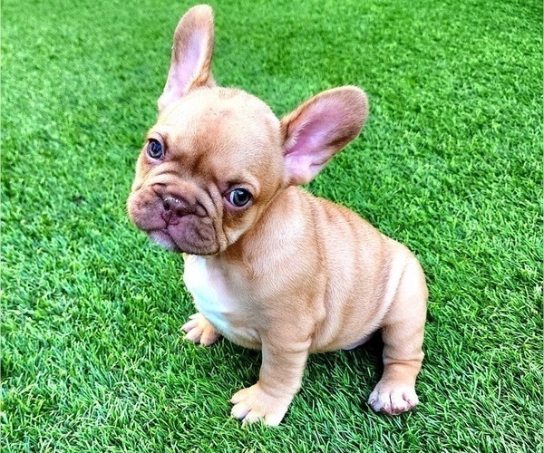 Medium Photo #9 French Bulldog Puppy For Sale in LAS VEGAS, NV, USA