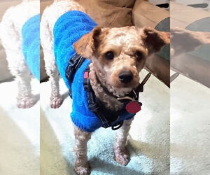 Poodle (Miniature)-Unknown Mix Dogs for adoption in Bellevue, WA, USA
