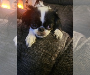 Mother of the Japanese Chin puppies born on 11/26/2022