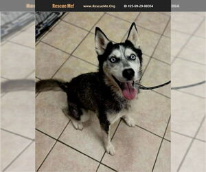- Mix Dogs for adoption in Benton, PA, USA
