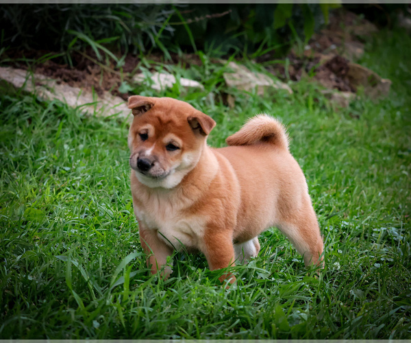 Medium Photo #3 Shiba Inu Puppy For Sale in PLATTEVILLE, WI, USA