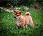 Small #2 Shiba Inu