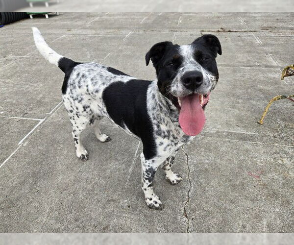 Medium Photo #1 Mutt Puppy For Sale in McKinleyville, CA, USA