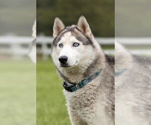Skylar *foster needed* - Male - Mix Dog for Adoption - Photo #3