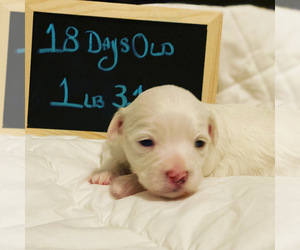Maltese Puppy for sale in NEWNAN, GA, USA