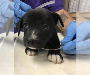 American Pit Bull Terrier-Unknown Mix Dogs for adoption in Conroe, TX, USA