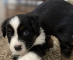 Small Photo #6 Miniature Australian Shepherd Puppy For Sale in PLACERVILLE, CA, USA