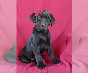 Labrador Retriever Puppy for sale in GLEN ROCK, PA, USA