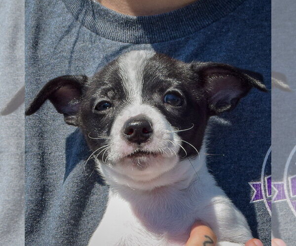 Medium Photo #5 Jack-Rat Terrier Puppy For Sale in Huntley, IL, USA