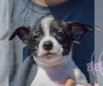 Small #4 Jack-Rat Terrier